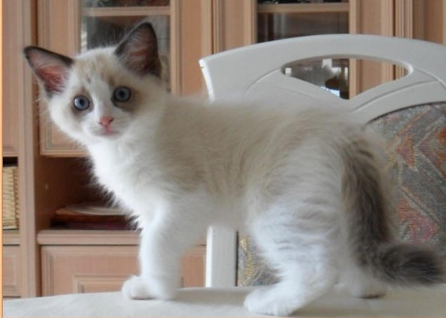 Birman Cat Ragdoll Difference - 81021+ Nama Untuk Kucing Comel, Lucu